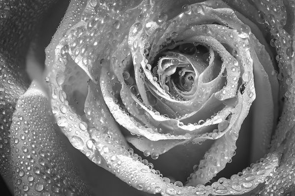 Colorado-Fort Collins Black and white of rose close-up